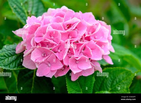 Hortensia Plants Fotos Und Bildmaterial In Hoher Auflösung Alamy