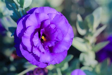 These bulbs bloom in spring, producing clusters of tiny blue or purple flowers that resemble grapes. 30 Popular Types of Blue & Violet Flowers for Your Garden ...