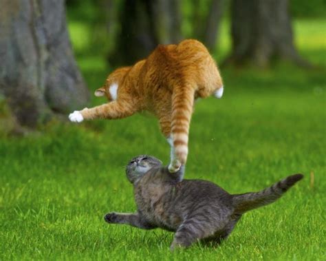 Flying Cats Cats Jumping Cat Kittens