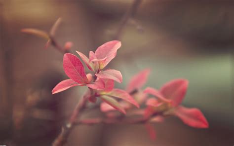 Wallpaper Flowers Nature Red Plants Branch Blossom Pink Spring