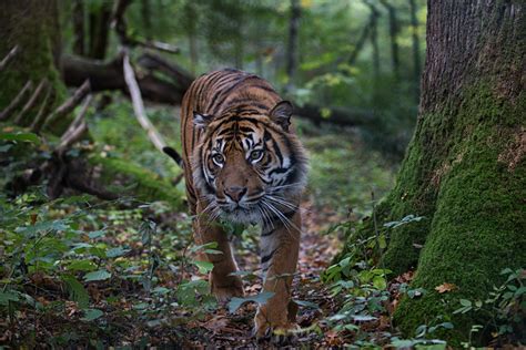 Evènement à La Découverte Des Tigres Parc Zoo Du Reynou