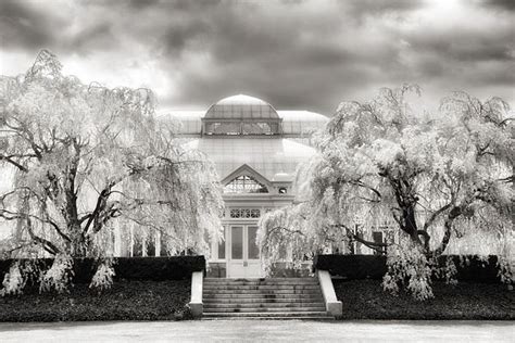 The Conservatory Cherry Blossoms By Jessica Jenney Cherry Blossom