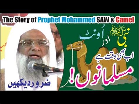 Kindness is the mark of faith and was the prophet muhammed a conquering warlord? The Story of Prophet Mohammed Saw & Camel-Must Watch-By ...