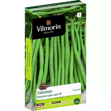 Cultiver Des Haricots Verts Conseils Pour Semer Les Graines