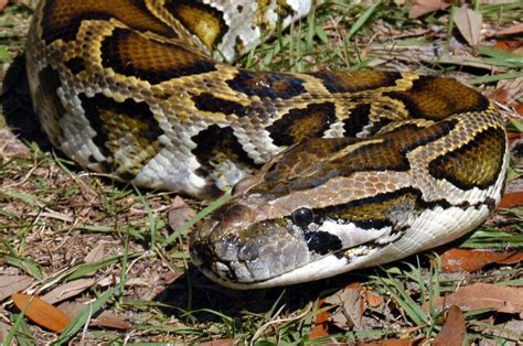 Invasive Pythons In The Everglades Racine Zoo Americorps