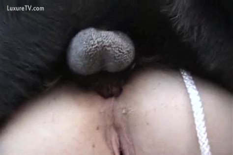A Dog Proffers The Enjoyment Of Intercourse By The Pecker Xxx Femefun