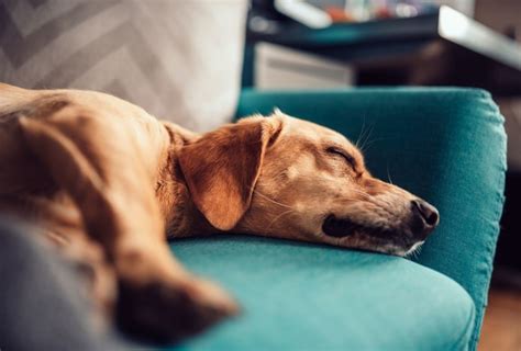 It's varied for me from company to company but it feels i aim for one good burst (about 1.5 to 2.5 hours) in the morning and one good burst in the afternoon. How many hours a day should a dog sleep? - dogpackr