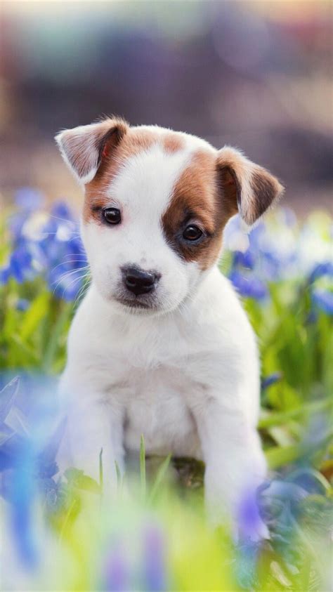 Cute Spring Puppy Wallpapers Wallpaper Cave