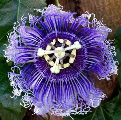Hardy Purple Passion Flower Vine Passiflora Incarnata Climbing Etsy