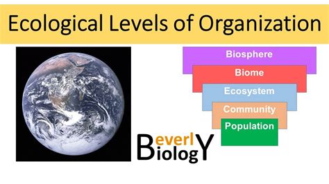Ecology Levels Of Organization Youtube