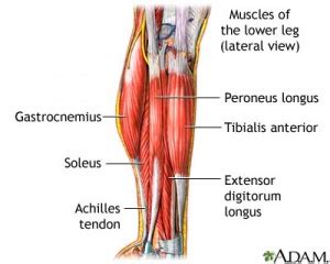 As long as you can diagnose what we have to offer. Anatomy/Muscle List - Science Olympiad Student Center Wiki
