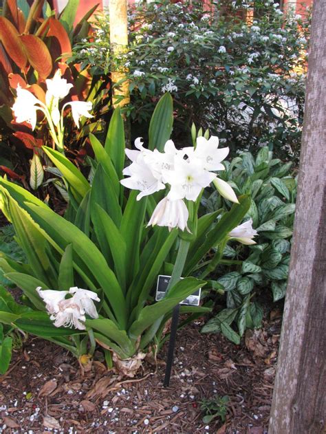 Photo Of The Bloom Of Stchristopher Lily Crinum Jagus Posted By