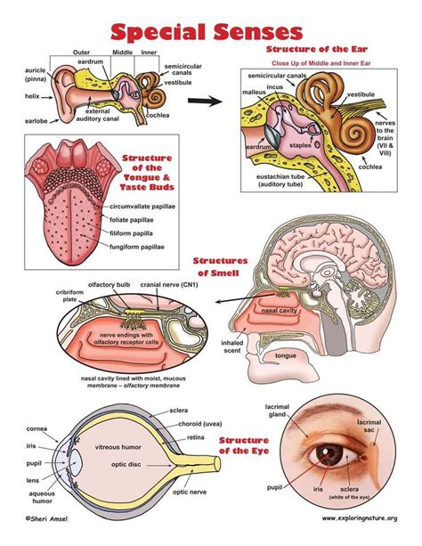The Parts Of An Eye And Their Functions In Each Part Of The Human Body