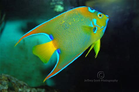 Tropical Fish at the Florida Aquarium | Tropical fish, Beautiful tropical fish, Tropical ...