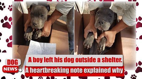 A Boy Left His Dog Outside A Shelter A Heartbreaking Note Explained
