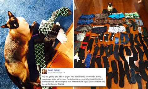 I mean, that evil looking thing you put on feet. New Zealand cat exclusively steals underwear and socks ...