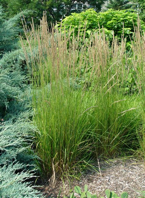 Feather Reed Grass ‘karl Foerster Garden Housecalls