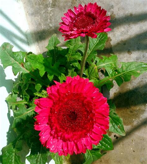 Growing Gerbera Daisies How To Grow Gerbera Plants In Container Naturebring