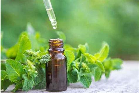 Is Peppermint Essential Oil Safe For Dogs The Facts