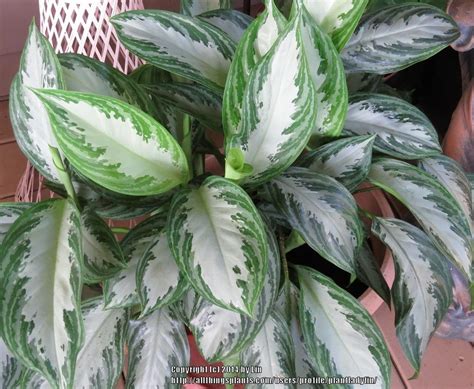 Anna our aglaonema silver bay is the perfect plant for beginners and busy londoners. Photo of the leaves of Chinese Evergreen (Aglaonema ...