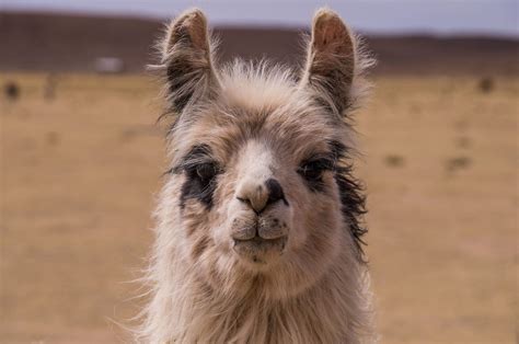 We did not find results for: 8 Advantages of Alpaca Yarn | Cute alpaca, Animals, Survival