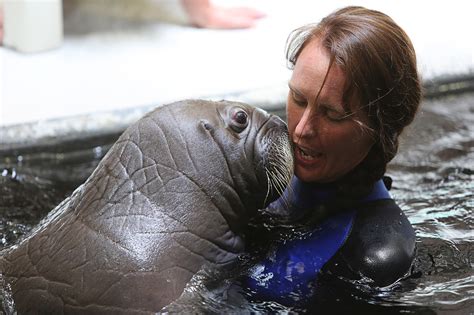 Seaworlds Baby Walrus Is Learning How To Swim Without Moms Help
