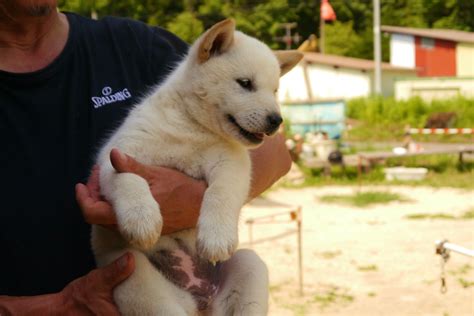 The Nihon Ken Available Hokkaido Puppy