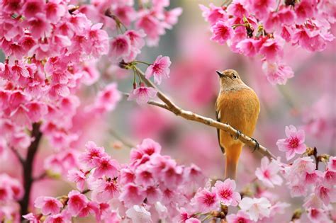 Drxgonflycherry Blossoms And Birds 1 2 3 4 By Sue Hsu Tumblr Pics