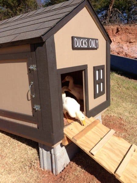 Wood duck entrance holes common merganser min. 43 FREE DIY Duck Coop Plans & Duck Houses Plans For ...