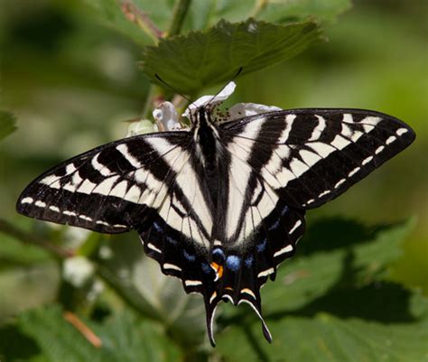 Papilio Eurymedon Papilio Eurymedon Bugguide Net