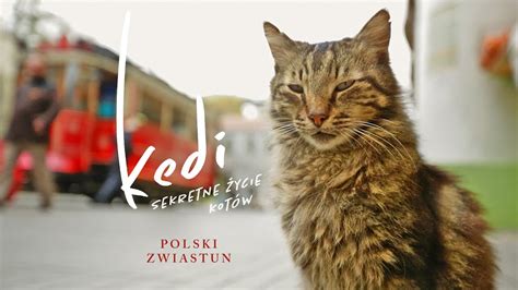 Kedi Sekretne Ycie Kot W Wydanie Ksi Kowe Dvd Torun Ceyda