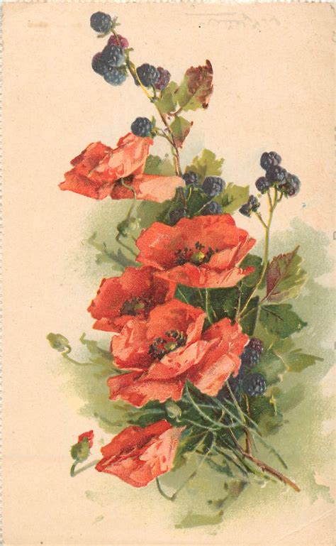 Voir plus d'idées sur le thème coquelicots aquarelle, aquarelle fleurs, peinture fleurs. POPPIES AND BLACKBERRIES | Dessin bouquet de fleurs, Peinture fleurs, Image fleur