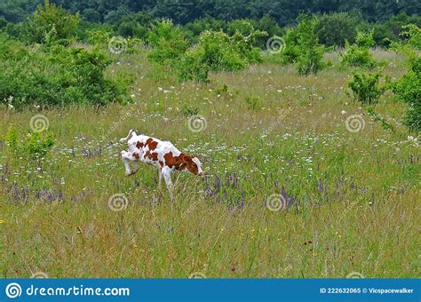 Jumping Brown And White Calf In The Field Stock Image Image Of