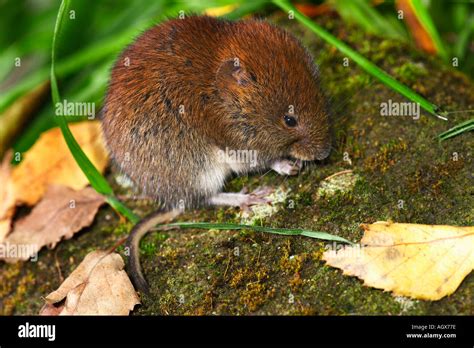 Short Tailed Vole Microtus Agrestis Sitting On Moss Covered Stone