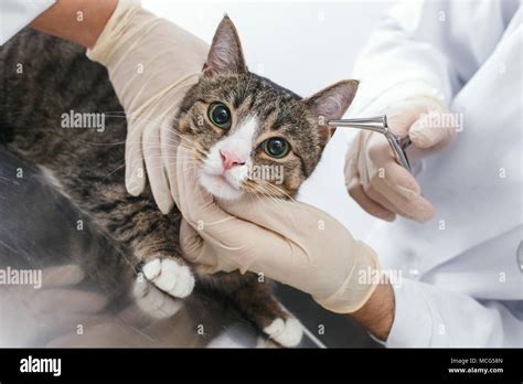 Cats Are Examined By Ears Veterinary Clinic Concept Services Of A