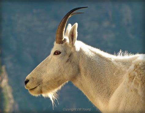 Rocky Mountain Wildlife Flickr