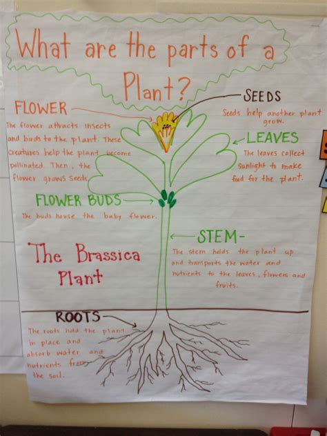 Parts And Functions Of A Plant Anchor Charts Pinterest Teaching