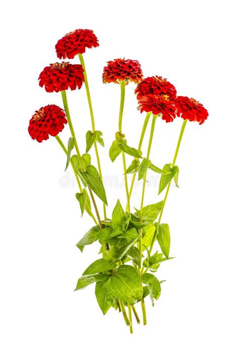 Bunch Of Zinnia Flowers Isolated On White Background Stock Photo