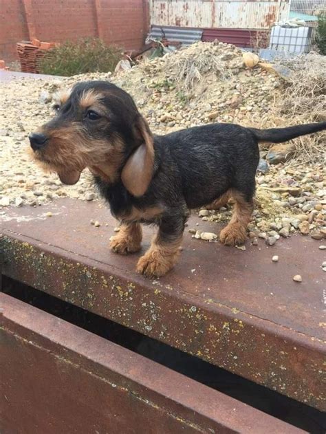 Wire haired dachshund breed guide. Dachshund Puppies For Sale Houston Area
