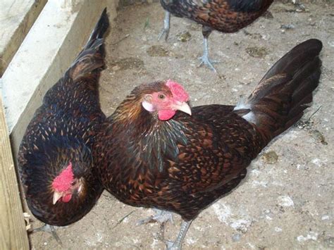 If the cap is sloppy, too large, too small or not well formed, a derbyshire redcap chicken is disqualified from competition. Redcaps - Page 17