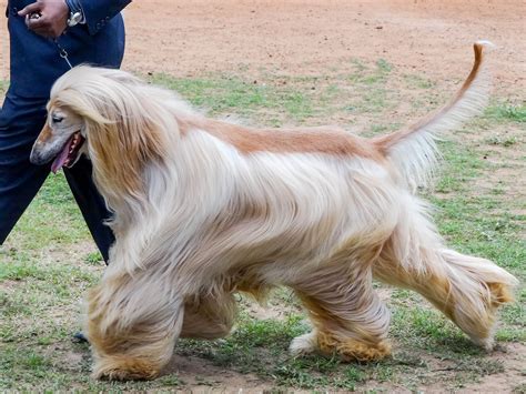 Afghan Hound Dog Breed Information Pictures And More