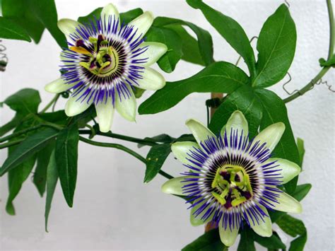 Passiflora Caerulea Blue Passion Flower World Of Flowering Plants