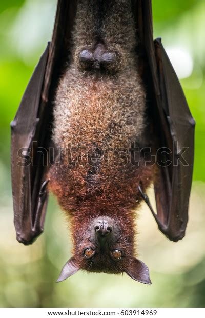 Large Malayan Flying Fox Closeup Portrait Stock Photo 603914969