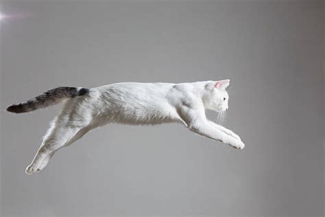猫 飛ぶのストックフォト Istock