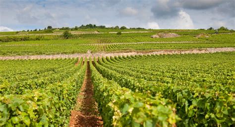 Parmi les vins de Bourgogne de superbes réussites et de belles