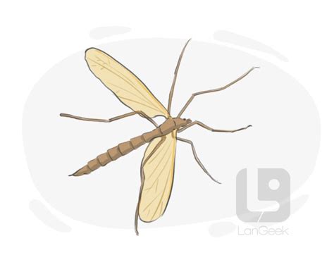 Definition And Meaning Of Crane Fly Langeek