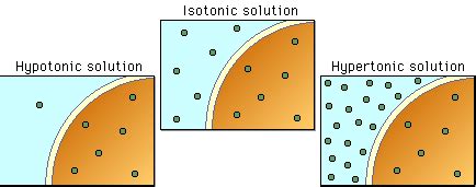 What happens to animal cells in isotonic hypertonic and hypotonic solutions. Different types of sports drink and when to use them.