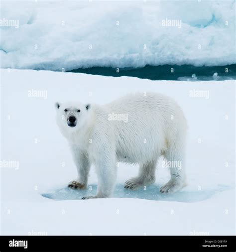 Polar Bear Ursus Maritimus Greenland Stock Photo Alamy