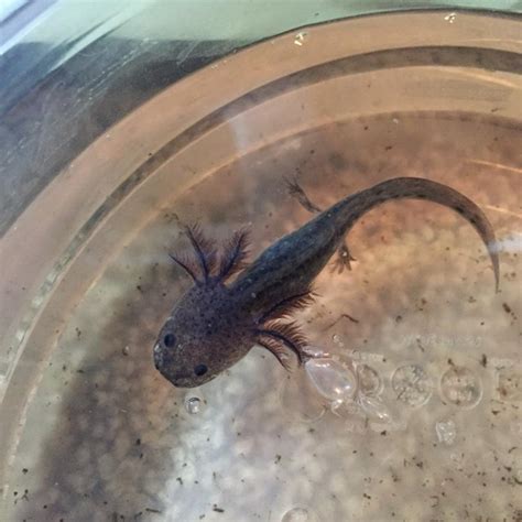 Baby Axolotls For Sale In Olympia Wa 5miles Buy And Sell