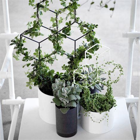 How much light do indoor plants need? The Best Indoor Vines and Climbers That Are Easy to Grow